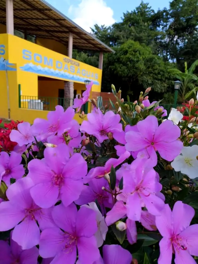 Casa amarela de dois andares com varanda, vista atrás de flores roxas de quaresmeira