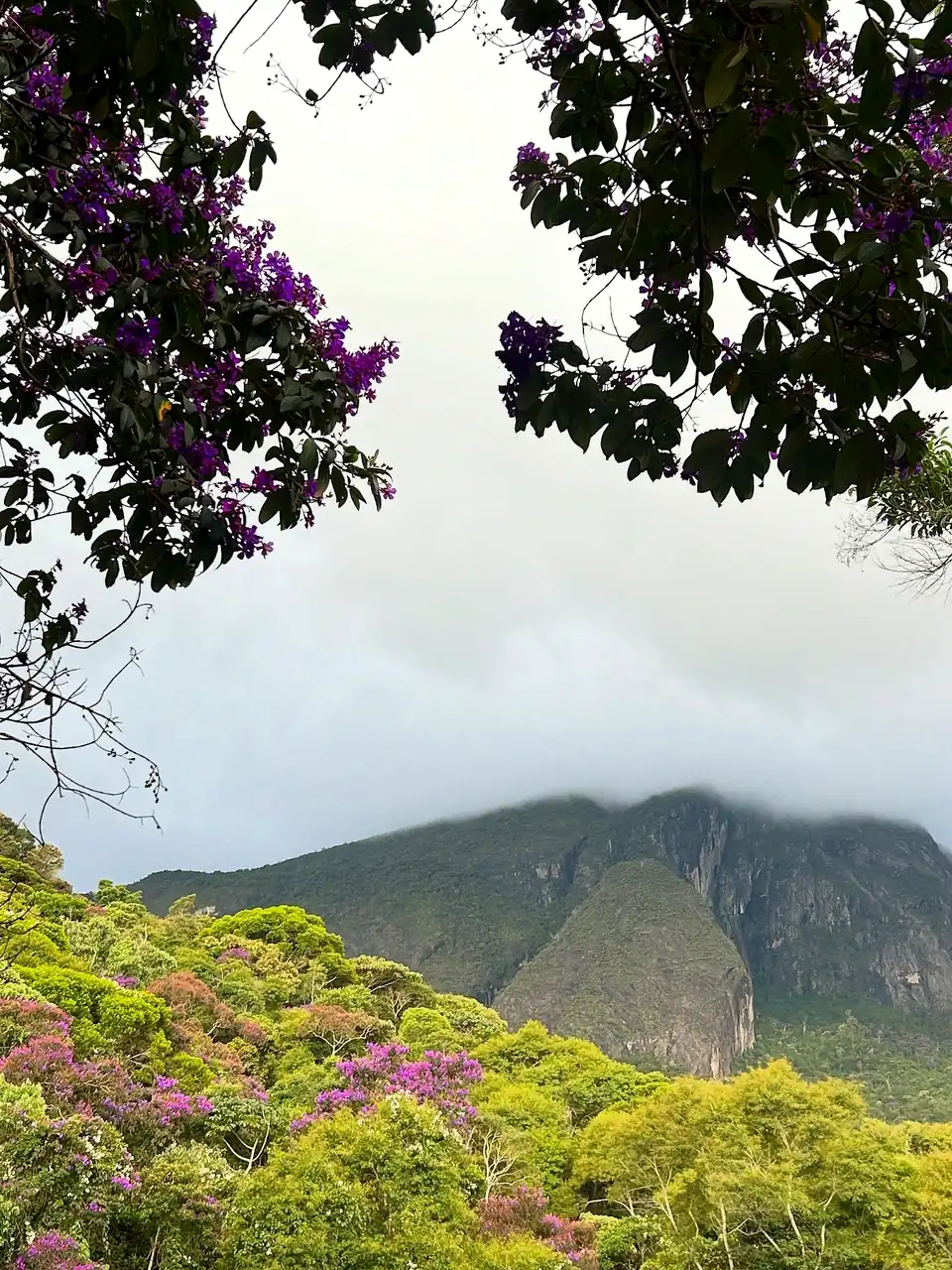 Quaresmeiras roxas floridas e a serra do Caparaó com nuvens no alto